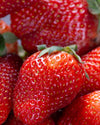 Close-Up Erdbeeren